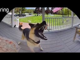 When animals get caught being silly on camera 🤣 Funniest ANIMAL Videos