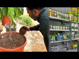 എന്തും പെട്ടെന്ന് പൂവിട്ട് കായ്ക്കും, എല്ലാ വിളകൾക്കും അനുയോജ്യം. ഇതാ ആ സൂപ്പർ വളക്കൂട്ട്