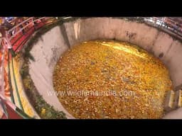 Massive marigold flower filled water body at Kartik Swami Mandir in Malkhi, Uttarakhand