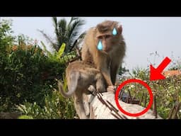 Monkey Lambo and Nahu overcome the spiked walls