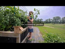the compost pile garden (how tomatoes want to grow) | VLOG