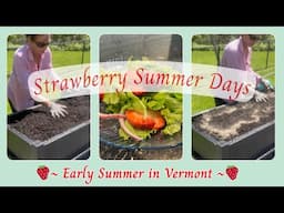 🍓🍃 PLANTING STRAWBERRIES 🍓|| MAKING A DELICIOUS  STRAWBERRY SUMMER SALAD 🥬 🥒 || RELATIVELY REFINED