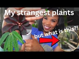 🪴My weirdest Plants + a Very Unexpected Surprise 😳