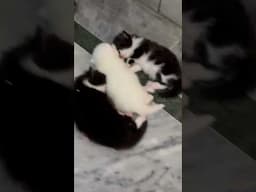 Billi 7 ghar badalti hai.  Why cat changes its kittens location