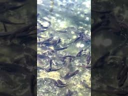 Oregon spotted frog tadpoles