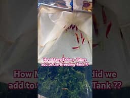 I Caught 30+ Red Cherry Shrimp in Minutes Here's My Secret