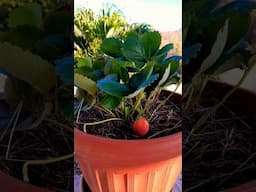 Strawberry 🍓 Gift 🎁 #shorts #food #viralvideo #youtube #youtubevideo