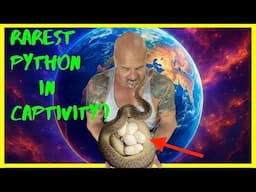 Are We Breeding the Rarest Python in Captivity?! | Exclusive Summer Updates