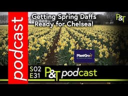 Chelsea Exhibitor Prepares Daffodils for May?! Plus Minty Fresh News & Rhubarb Question