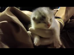 Kitten Vlog 1/3