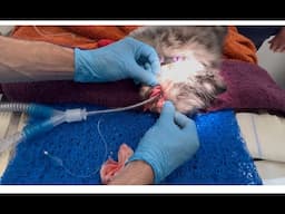 Toy breed Full Mouth  Teeth Extraction! The relief must be incredible