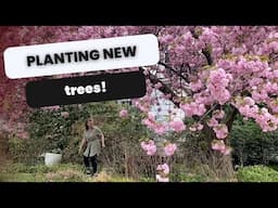 🌸 Front Yard Makeover Begins: Planting Trees for Privacy and Beauty 🌸