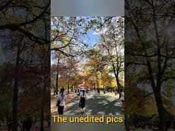 #Autumn #Macedon #honoravenue | Autumn leaves in Mount Macedon | Honour Avenue | What to expect