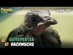 Süßer Nachwuchs im Vogelhaus und Faszination Heuschrecke  | Panda, Gorilla & Co.