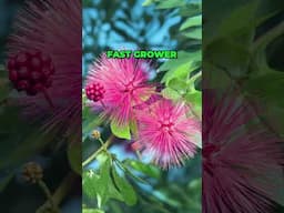 OMG- THE PINK POWDERPUFF LOOKS LIKE POMPOMS!  #garden #ihavethisthingwithplants #gardenplants