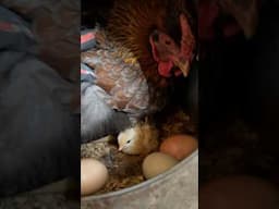 Broody hen has had success! 🐣🐓#hens #chicks