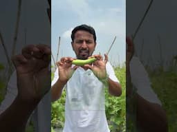 बारिश को भी हराया🌧️मेहनत लाई रंग💪🎯 #indianfarmer #shorts