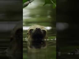 Did you know a Sloth could even do that?? 🦥 #Sloth #AmazonRainforest #Brazil #slothlife