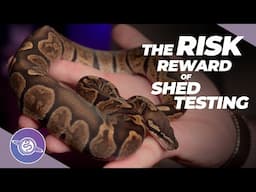 Pros & Cons to BALL PYTHON Shed Testing | Ball Python Breeding Tips | #ballpython #snake #reptiles