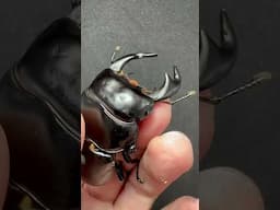 Dorcus antaeus antaeus #北インドアンタエウス