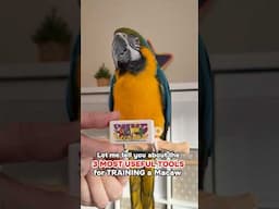 3 Most Useful Tools for Training a Macaw or any Parrot
