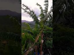 Freak Storm In Jamaica 🇯🇲 #shorts #food #viralvideo #youtube #youtubevideo