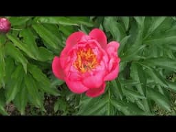 The Peonies Are Blooming, Harvesting Peonies