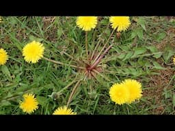 Dandelion - whole plant tincture!