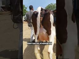ഒന്നാം പേർ രണ്ടാം പേർ നല്ല ആരോഗ്യമുള്ള പശുക്കൾ കുറഞ്ഞ വിലയിൽ വാങ്ങാം #dairy #dairyfarming #cow