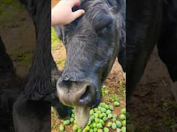 feijoas for everyone #homestead#nz #cows #farming #feijoas #delicious
