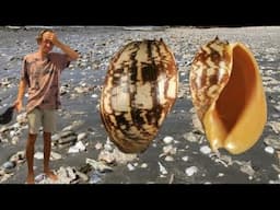 THE BEACH SCAMMED ME FROM A GIANT DREAM BAILOR SHELL! Beach Combing Heartbreak in Australia!