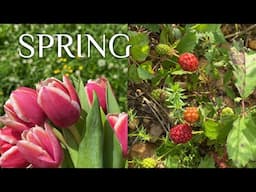 Peaceful Spring In May🌷Cozy Rainy Days + Relaxing In My Garden & Forest Walks 🌿