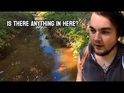ANY Fish In The Small URBAN Creek?