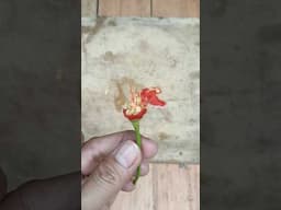 Pinadaling Pagpupunla | Sowing Made Easy #garden #gardening #sowingseeds