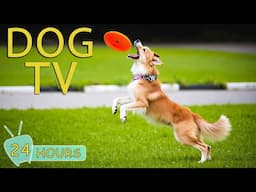 DOG TV: Video Entertain Help Relax & Boredom Relief for Dogs When Home Alone - Happy Music for Dogs