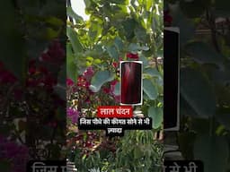 लाल चंदन का पौधा अब आपके गार्डन में – सौंदर्य और शांति दोनों एक साथ!#LalChandan #RedSandalwoodPlant