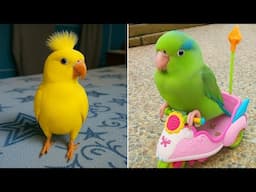 Smart And Funny Parrots Parrot Talking Videos Compilation (2025) - Cute Birds #30