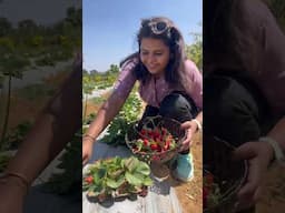 73/120 Strawberry harvest banglore | #trending #ytshorts #banglore  #strawberry #farming