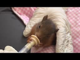 Zwischen Natur und Stadt: Das Leben der Wildtiere in Gefahr