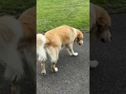 My golden retriever plays with a June bug before she eats it. 🤦‍♀️😆 #goldenretreiver #rescuedog