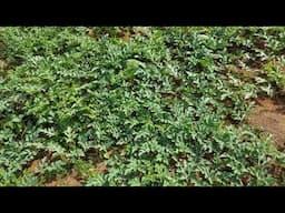 A Comprehensive Look On The Watermelon Mosaic Virus  And Its Economic Impact....