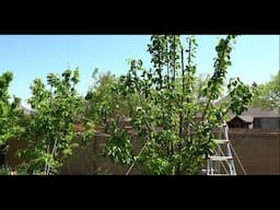2025 Asian Pears Series Ep. 04 - Dealing With Fireblight
