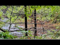 When you go that far into the forest and see this you know your stuck