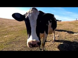 Happy Cows Out On Pasture For The First Time This Year!