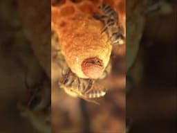 A New Queen is Born: Japanese Honeybee