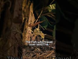 The fish that flies over land?? 🐟 #fish #animalfacts #rainforest #wildlife