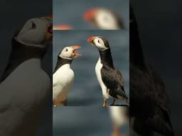 Art inspired by puffins 🎨🖌️🐧