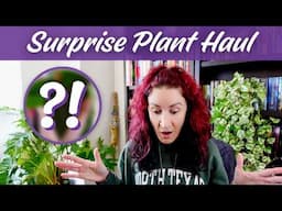 What's In The Box?! Unboxing Surprise Houseplants from Aroid Asia