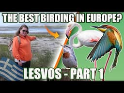 BIRDING IN LESVOS! - PART 1. THE BEST BIRDING IN EUROPE?