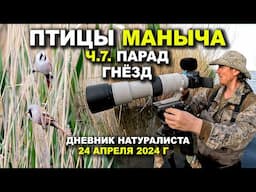 Птицы Маныча. 7-я часть. Парад гнёзд. 24.04.24.
